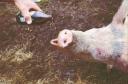 piggyboo-lg.jpg